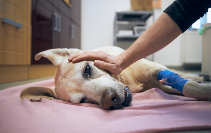 Dog Diarrhea: Causes, Home Remedies, and When to See a Vet